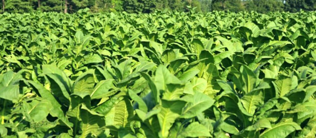 Fields Abloom: Witness the Majesty of Tobacco Plants in Pakistan